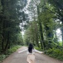비밀의숲 | 제주도 흐린날 여행하기 비밀의숲 후기