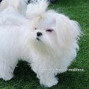 베리하우스 켄넬 이미지