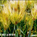 보리밀 Daum카페