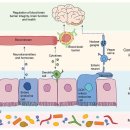 Gut microbes and metabolites as modulators of blood-brain barrier integrity 이미지