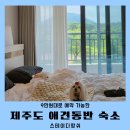 스테이다랑쉬 | 제주도 애견동반 숙소 가성비 스테이다랑쉬 솔직후기