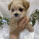 오독안심분양센터 강아지분양 고양이분양 시흥점 이미지