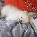 신길 온동물병원 이미지