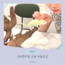 팀버렙타일곤충;파충류샵 | 아이와 가볼만한 곳! 팀버렙타일 곤충 파충류샵 용인원데이클레스 후기