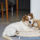 [함안보호소입양홍보] <b>유니크</b>함이 갱얼쥐????로 태어나면...