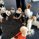 블리스독 이미지