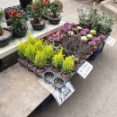 말바우슈퍼 이미지