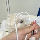 너즐 | 강아지 산책가방 이동가방 추천 | 너즐 버로우 백 | 내돈내산 | 한달 사용후기