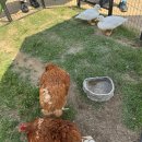소민파크 | 아이랑 서울 근교 나들이 '안성팜랜드'의 모든 것!! 놀이기구 자전거 레이싱카트 동물공연 토끼마을...