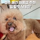 청주 애견 미용 힐링펫스테이 친절하고 꼼꼼한 애견미용샵 추천 솔직 후기