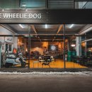 윌리독(wheeliedog) 이미지