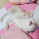 제리펫 이미지