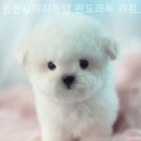 브리더독 | 인천강아지분양 판도라독 가정분양 기분좋게 분양받을 수 있는 곳
