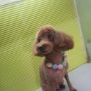 도도애견샵 이미지