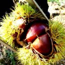 최원규농장 이미지