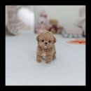 유앤미펫 강아지분양 고양이분양 용인점 이미지