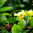 강릉독채풀빌라보늬펜션 이미지