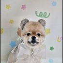 메리그루밍 | [애견미용] 메리그루밍 배곧점 미용 후기