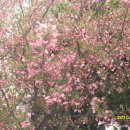 안산천1 이미지