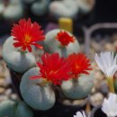 x flavum 이미지