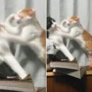 고양이두마리 브런치