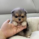 대림애견 이미지