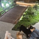 일사이 | [김포 구래동 핫플] 문 열자마자 심장 폭행당하는 아기 시바견 천국, 시바노우치 솔직 후기!
