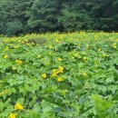 김주희농장 이미지