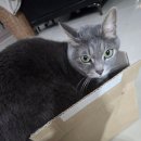 개밥주는고양이 | ​[제품 리뷰] 우리 아이 본능이 먼저 반응하는 맛! 토우(TOW) 고양이 사료 모찌의 리얼 먹방 🐾