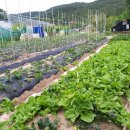 이글농장 이미지