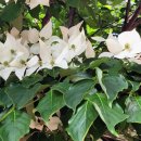 둔전제일초등학교(병설) 이미지