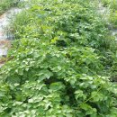 힘찬농장 이미지