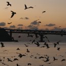 부산갈메기 이미지