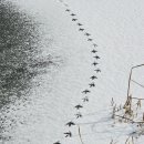 수향오리 이미지