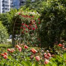 서천 장미공원 이미지