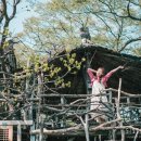 (7월 5일 금요일) 김제 &#39;해바라기&#39; 보고 &#39;미즈노씨네 트리하우스&#39; 가요^^ 이미지