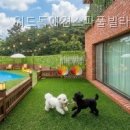 위드독애견스파풀빌라 | 위드독애견스파풀빌라 이용 전 체크할 필수 사항