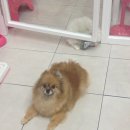 미니 앤 바니 애견샵 이미지