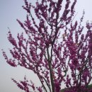 유한사슴농장 이미지