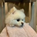 서일동물병원 | 가오슝 호텔 라운지에서 쓰는 11월 기록 ʕ۪ ⸱̼ ·̮ ⸱̼ʔっ