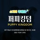 강아지고양이분양타이니퍼피