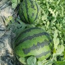 대산청과 이미지