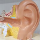 독일디지탈보청기 이미지