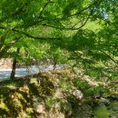 옥당걸숲속 이미지