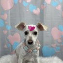 다원하개 이미지