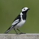 알락할미새 [White wagtail (Motacilla alba)] 이미지