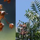 참중나무 이미지