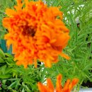 메리골드 이미지