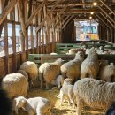 음매목장 | 강원도 대관령 양떼목장 겨울 후기｜관람 코스·소요시간·이용 정보