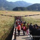 순천만 숲6 이미지